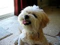Crazy Dog