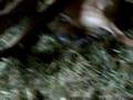 goat labor10
