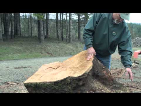 how to harvest tree burls