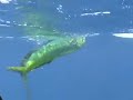 kayak fishing bull dorado with Spike