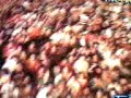 DESORDEN PUBLICO MEXICO 1 ANTRIC DF