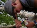 videos de Video: Klauenschneiden beim Schafbock