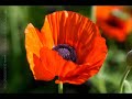outlandish walou (rishi rich mix) outlandish walou (rishi rich mix)