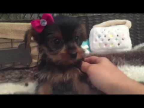 SWEET AND SASSY YORKIE FEMALE