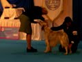 Copa Eukanuba
