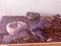 lizard eats mouse to BOC
