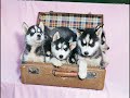 Puppyes - by Giuliano Bernardi Video Production