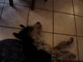 videos de fanny
