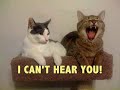 Re: FUNNIEST Mean Kitty Picture EVER!!! Re: FUNNIEST Mean Kitty Picture EVER!!!