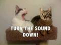 Re: FUNNIEST Mean Kitty Picture EVER!!!