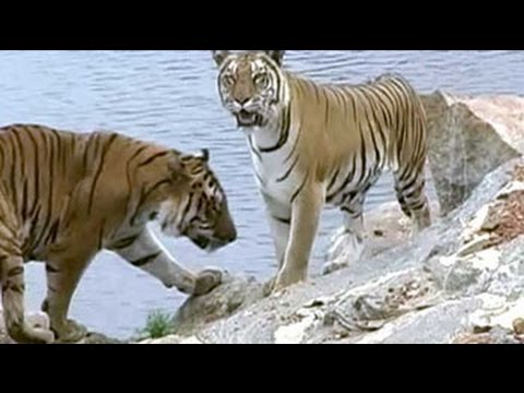 tiger