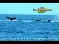 Cabo San Lucas Vacations, Los Cabos Hotels, video
