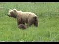 Brown bear mother with cub Katmai national park