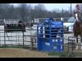 Roping Horse - Morse Roping Horse