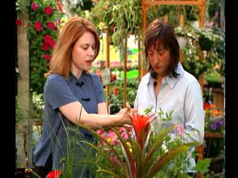 Feng Shui Gardening