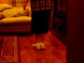 LEVITATION LEVITATION