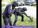 funnyanimals.wmv funnyanimals.wmv