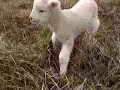 Lamb says hello :) Lamb says hello :)