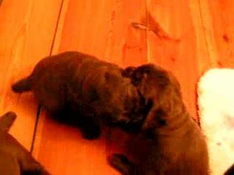 Sussex Spaniel Puppies