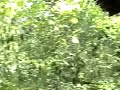 Dog Patch USA 3