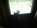Click here to watch this video Cat Double