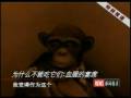 videos de 02 為甚麼不能吃它們 - 血腥的宴席
