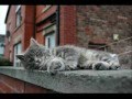 videos de Graystripe's Story