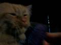 Taski's Brush