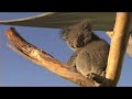 Save Endangered Species While You Vacation