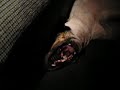 Real Worlds Best Singing Dog!