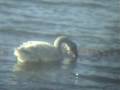 Swans are not common around Lake Conway (Arkansas) and I'm not sure what type swan this is. May Be juvenille Trumpeter Swan ?  (my best guess based on web search which shows juvenille with orange like beak?)
