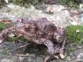 Common-Toad