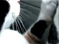 Our hunting cat