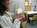 bird 37 makes its debut operant conditioning bird 37 makes its debut operant conditioning