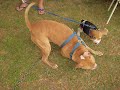 American Pit Bull Terrier APBT Vs Beagle (Hant Vs Romeo) IV American Pit Bull Terrier APBT Vs Beagle (Hant Vs Romeo) IV