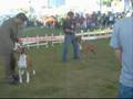 I Expo Cães - troféu guia de ouro