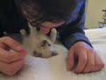 UN GATO HIPNOTIZADO- GATO KAMO- ANGELICAT CATTERY