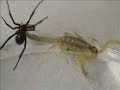 Pinchy the Scorpion Vs. Miss Widow