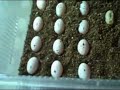What you need for your beardie to lay eggs (for aussierep123456)