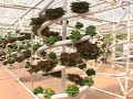 turismo ecología y agricultura en disney