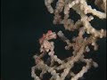 Weird Fish, Critters & stuff