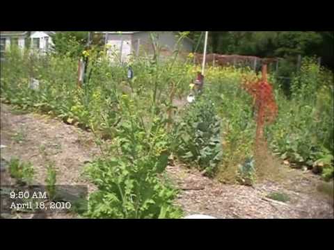 how to fertilize tomato flowers