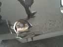 body-work-body-damage.html