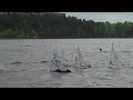 Tax Cut Regatta Start-line