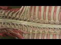Long. Spinal Cord Model - Sympathetic Chain Ganglia Long. Spinal Cord Model - Sympathetic Chain Ganglia