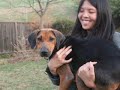 doris-the-hound-needs-a-home-adopted.html
