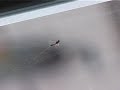 Insect Insect