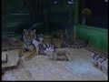 tigre e maialini - tiger and piglets - tigre et porcelets