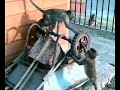 Monos haciendo el mono