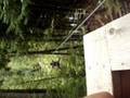 videos de zipwire!
